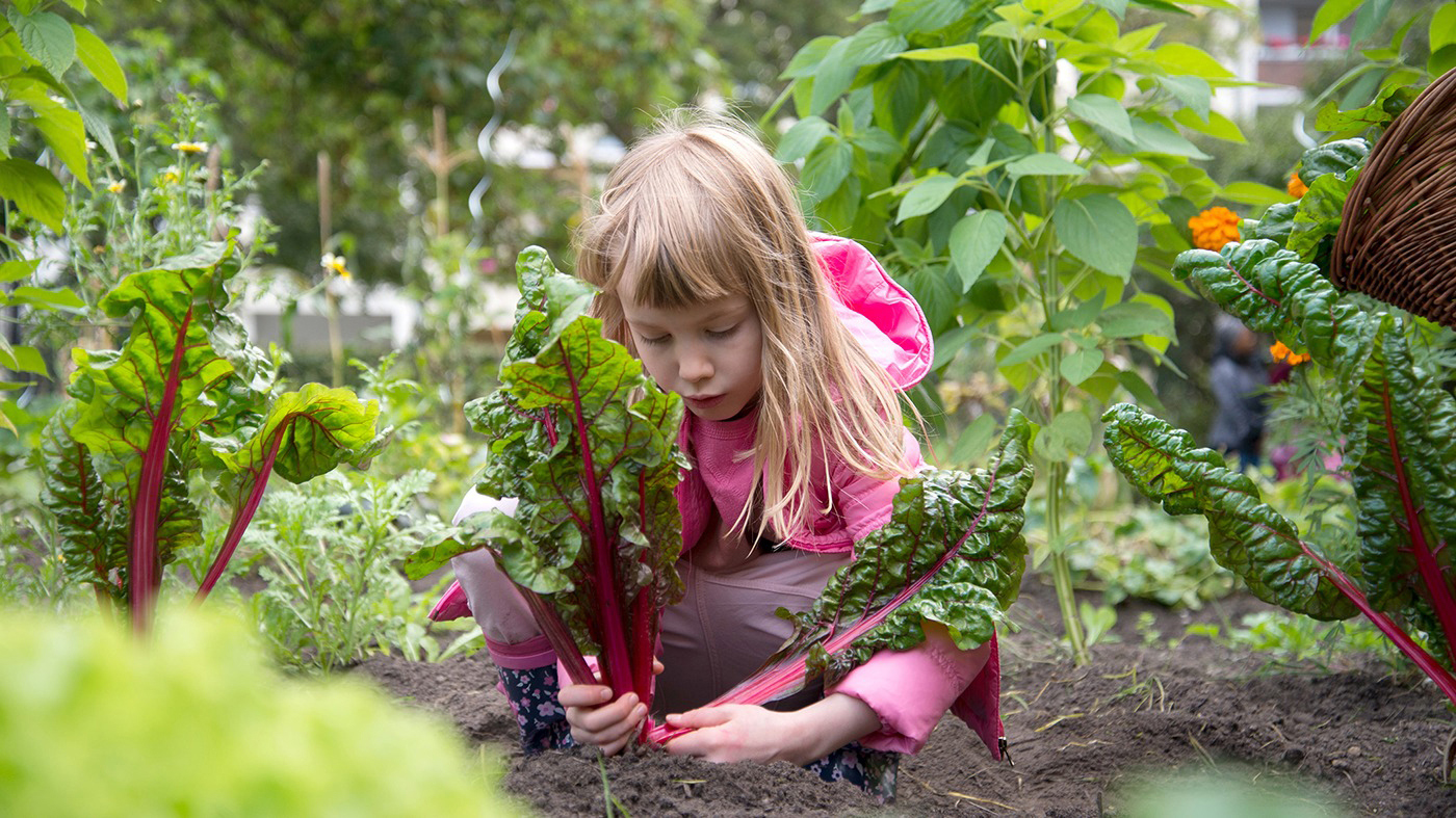 Die Gemüse-Ackerdemie bringt Gemüsebeete in Kitas und Schulen